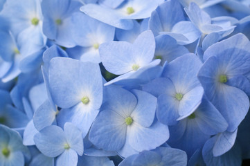 青いアジサイの花