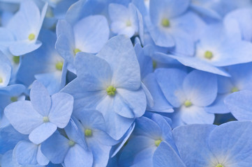 青いアジサイの花