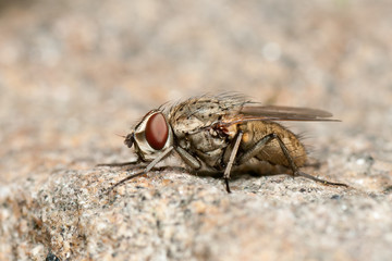 fly on rock