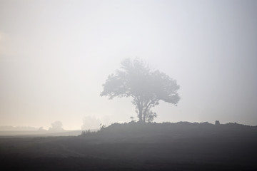 Misty morning tree