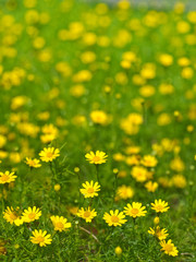 Obraz premium little yellow flowers in green