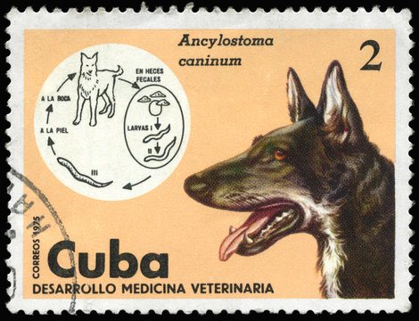 CUBA - CIRCA 1975 Dog