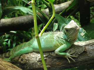 grüne wasser agame leguan