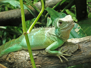 grüne wasser agame leguan