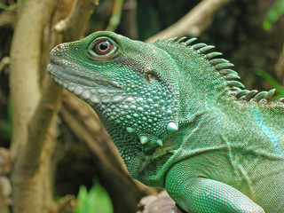 grüne wasser agame leguan