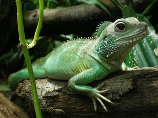grüne wasser agame leguan