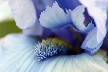 Kissenbezug Irisblüten-Makro © Bogdan Lazar