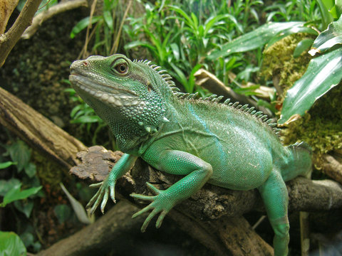 gr&uuml;ne wasser agame leguan
