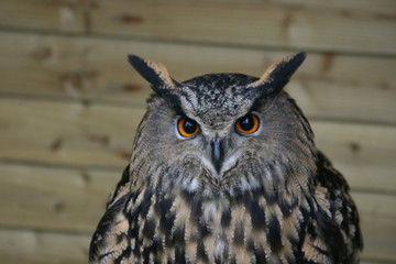 owl3