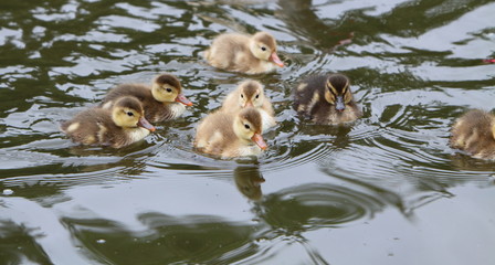 ducklings