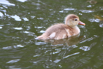 duckling