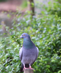 pigeon
