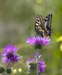 Papillio Machaon