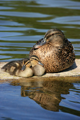 mother duck with two ducklings