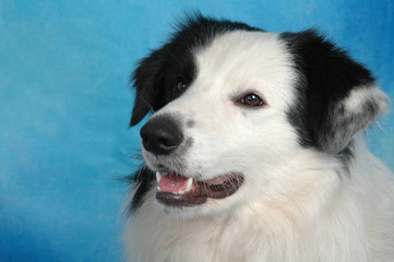 BORDER COLLIE VERTICALE