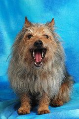 SMORFIA DI CANE © sery