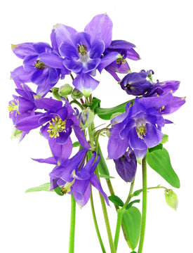 bunch of blue columbine - aquilegia flowers isolated on white