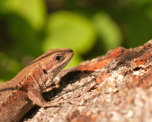 Lizard