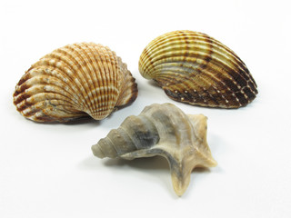 Muscheln, Schnecke