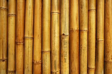 bamboo fence