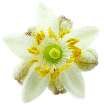 fleur d'agrume "citrus hystrix", fond blanc