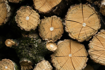 Naklejka premium BOIS NATUREL -Coupé (#10)