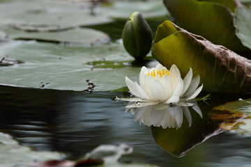 睡蓮 (小石川後楽園)