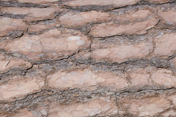 cork texture