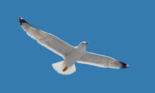 Nature collection  - Seagull during flight in the sky