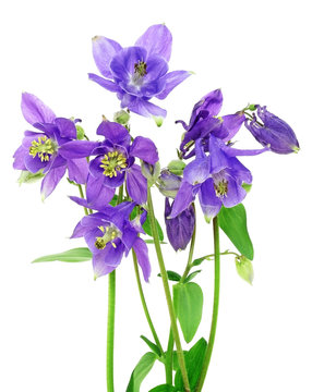 blue columbine - aquilegia flowers isolated