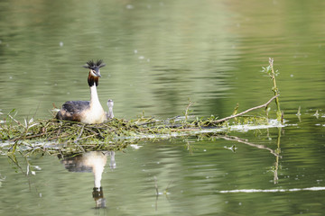 Grebe family