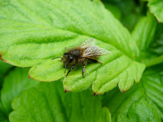 abeille