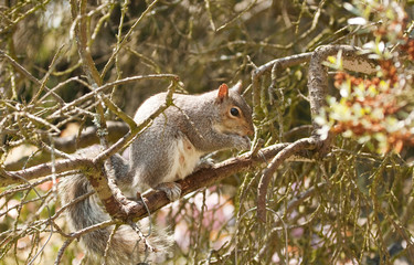 squirrel with a nut in his paws