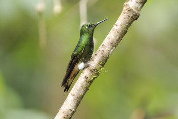 Ecuadorian hummingbird on a branch