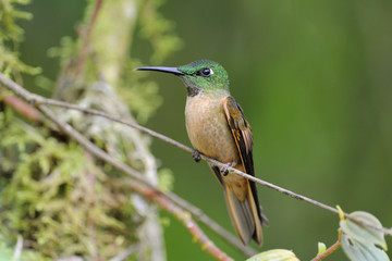Fawn-breasted Brillant Hummingbird