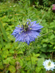 nigelle de damas