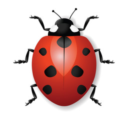 Ladybug vector illustration