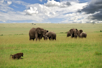 Fototapeta na wymiar słoni w parku Masai Mara