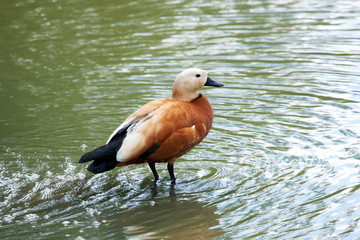 Teal standing in shallow water