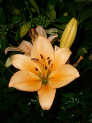 Obraz premium Lilienblüte