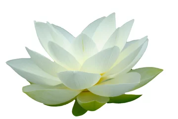 Printed kitchen splashbacks Lotusflower fleur de lotus sur fond blanc