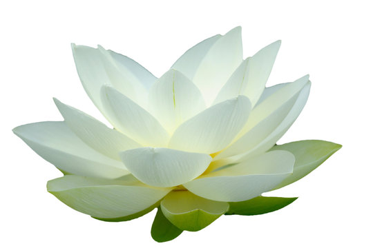 Fototapeta fleur de lotus sur fond blanc