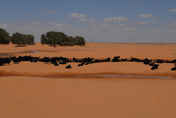 Fototapeta na wymiar Ziegen in der Wüste