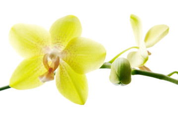 Naklejka na ściany i meble Fresh yellow orchids isolated on white background