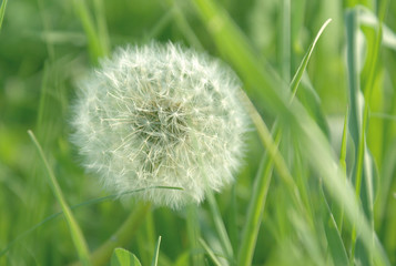 dmuchawiec © mika2605