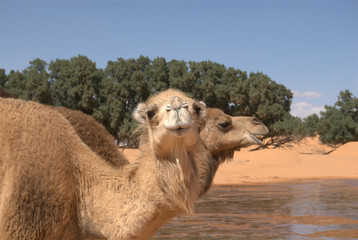 Kamel an der Wasserstelle - obrazy, fototapety, plakaty