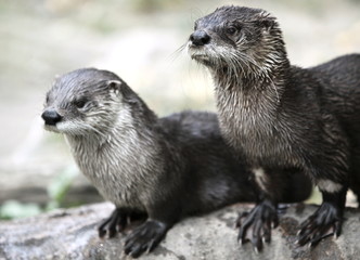 Otters