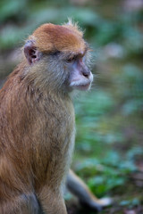 macaques