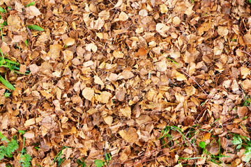 Dry leaves