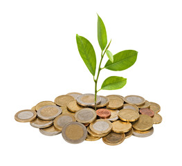 Tree growing from pile of coins